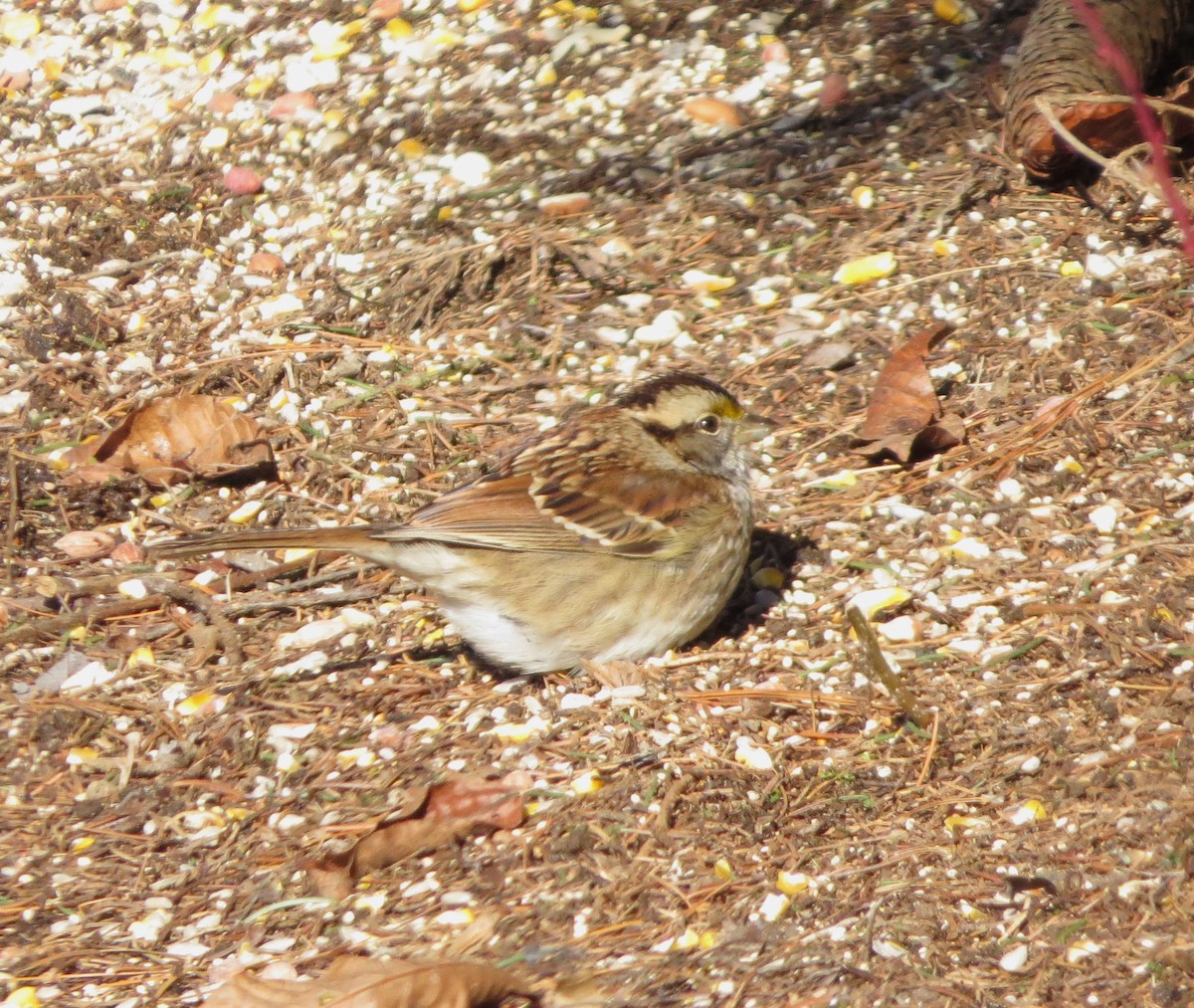 White-throated Sparrow - ML613865133
