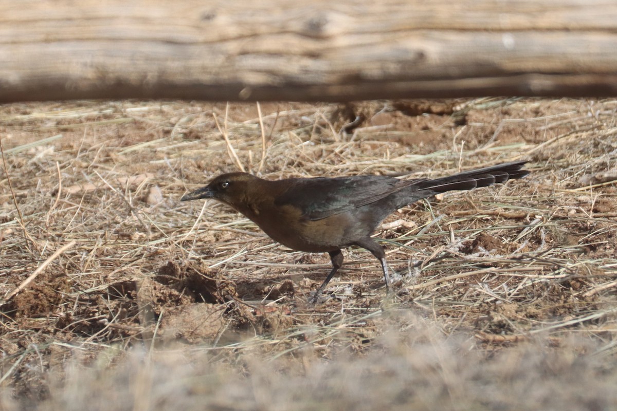 Great-tailed Grackle - ML613865558