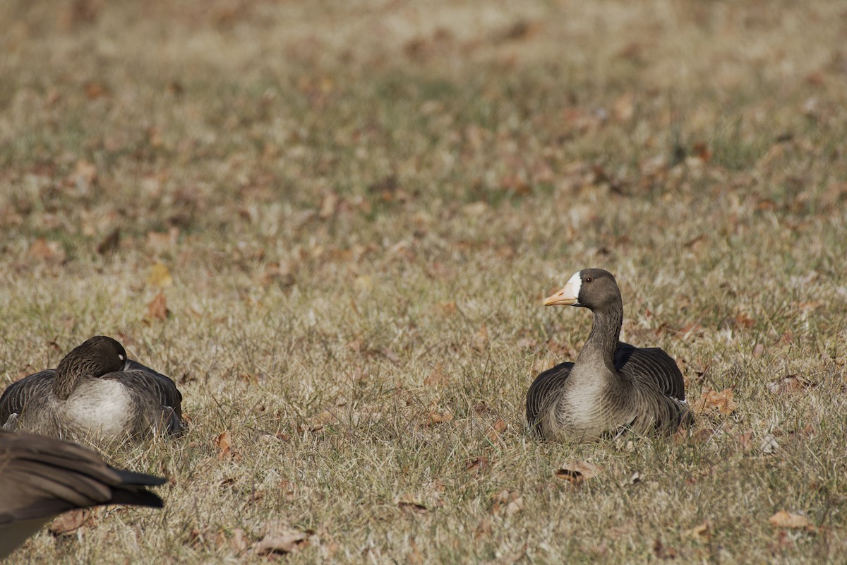 Greater White-fronted Goose - ML613865573