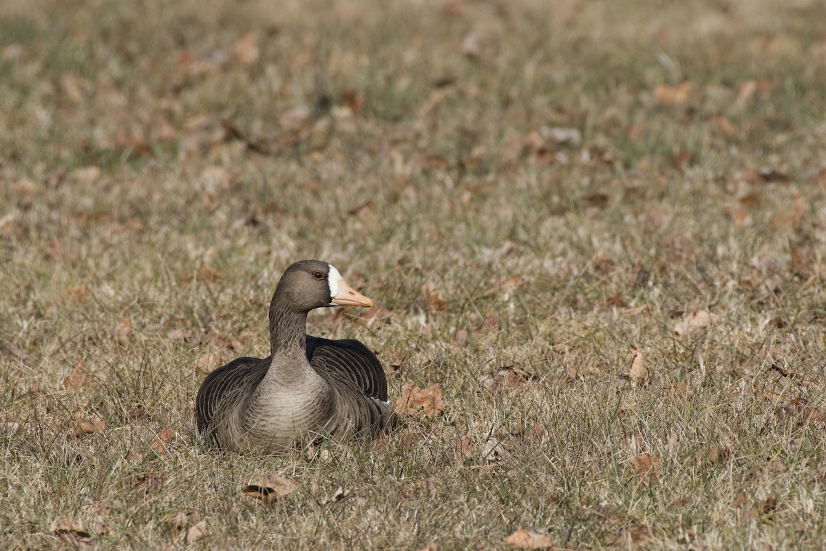 Greater White-fronted Goose - ML613865574