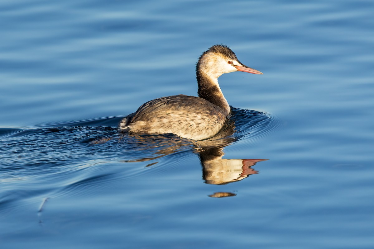 Great Crested Grebe - ML613865576