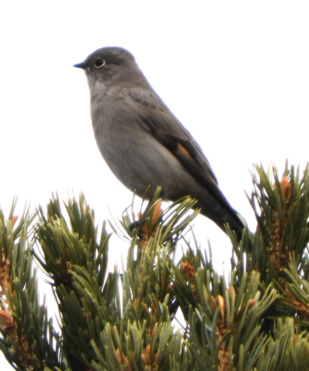 Townsend's Solitaire - Doug Spindler