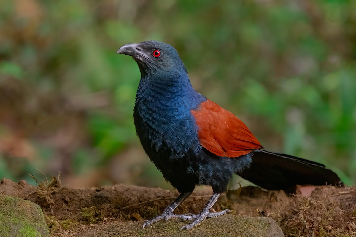 Greater Coucal - ML613865992