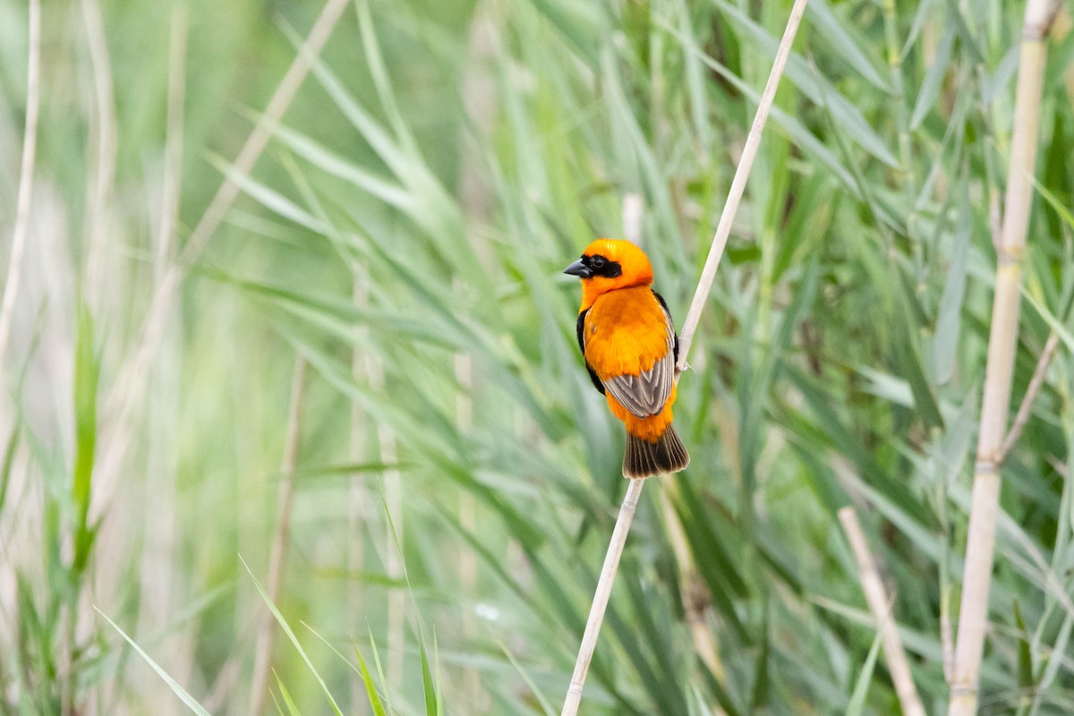 Southern Red Bishop - Damian Newmarch