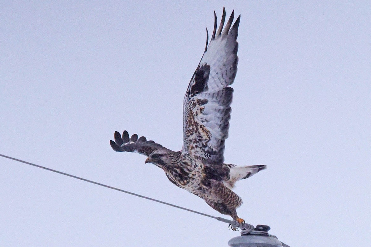 EBird Checklist 2 Jan 2024 221st Street Fort Pierre South Dakota   1200