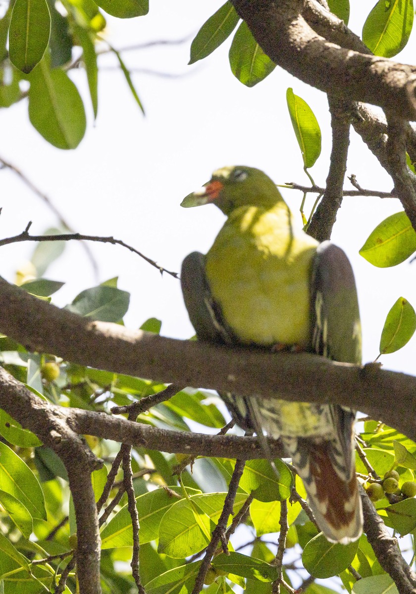 African Green-Pigeon - ML613866169