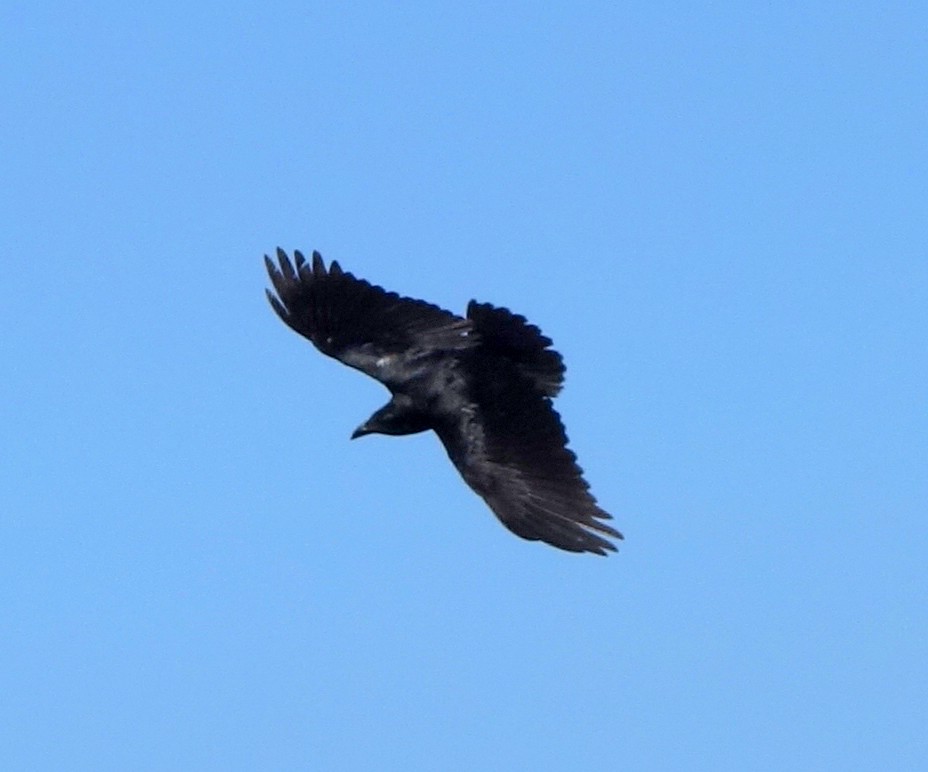 Fan-tailed Raven - ML613866399