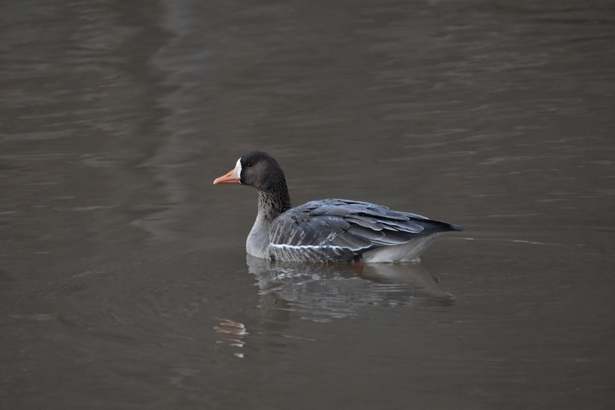 Greater White-fronted Goose - ML613866470