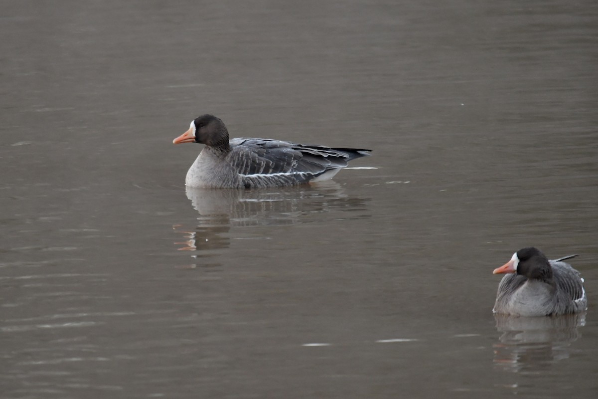 Greater White-fronted Goose - ML613866547
