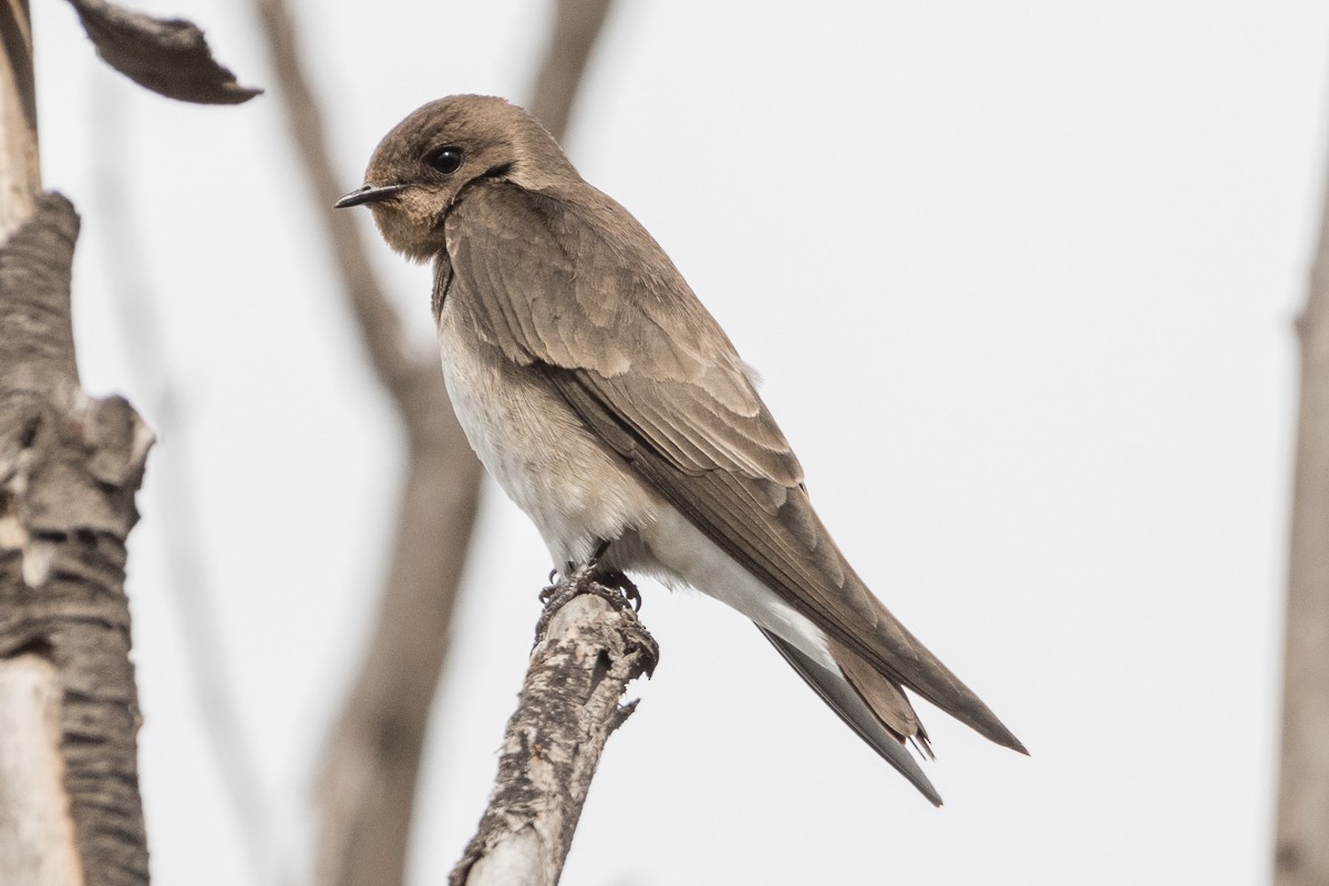 Northern Rough-winged Swallow - ML613866724