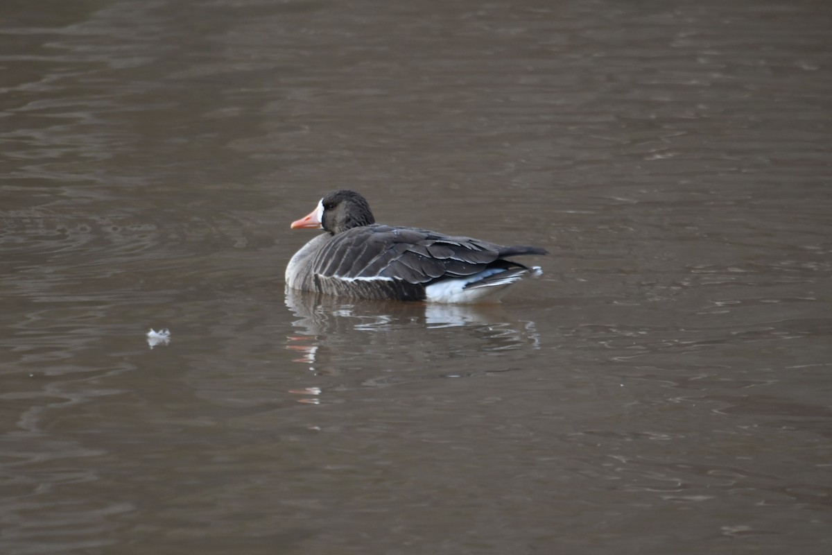 Greater White-fronted Goose - ML613866743