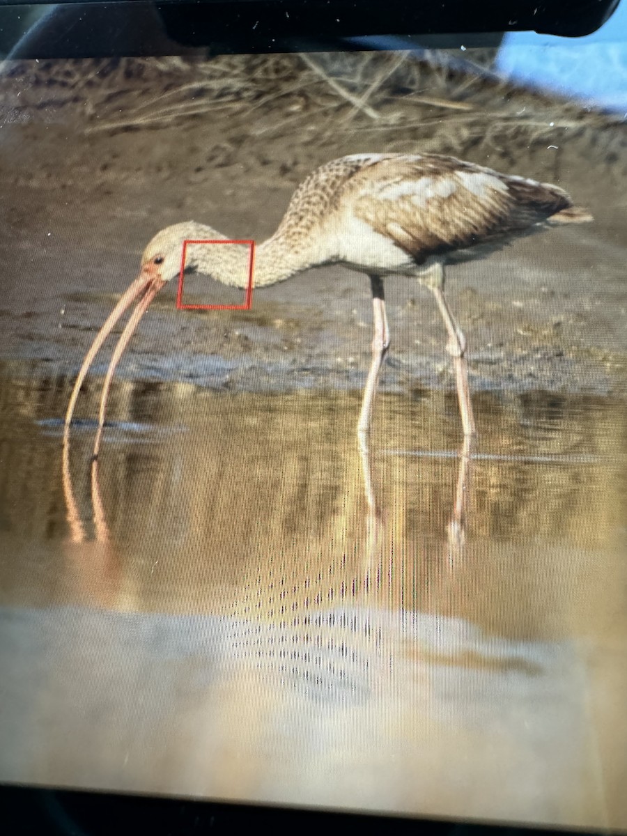 EBird Checklist 22 Jan 2024 George Island Landing 10 Species   1200