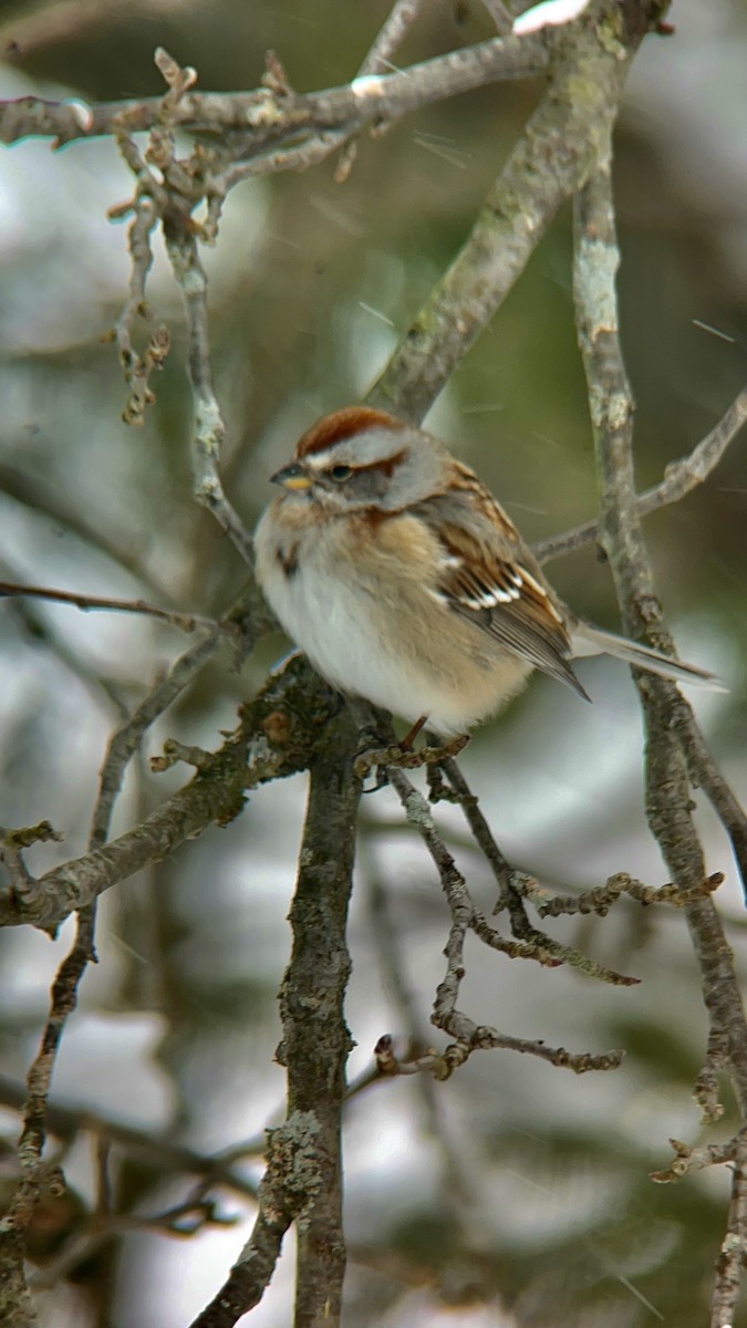 American Tree Sparrow - ML613866860