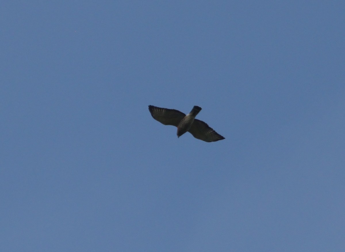 Broad-winged Hawk - ML613866898