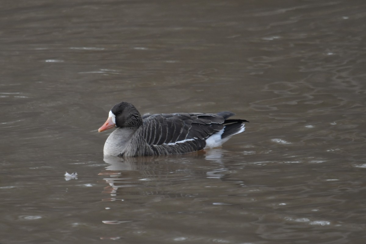 Greater White-fronted Goose - ML613866926