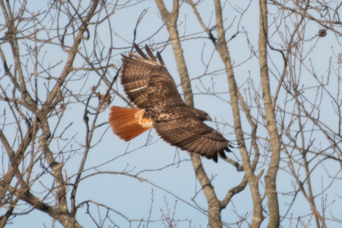 Red-tailed Hawk (borealis) - ML613867183