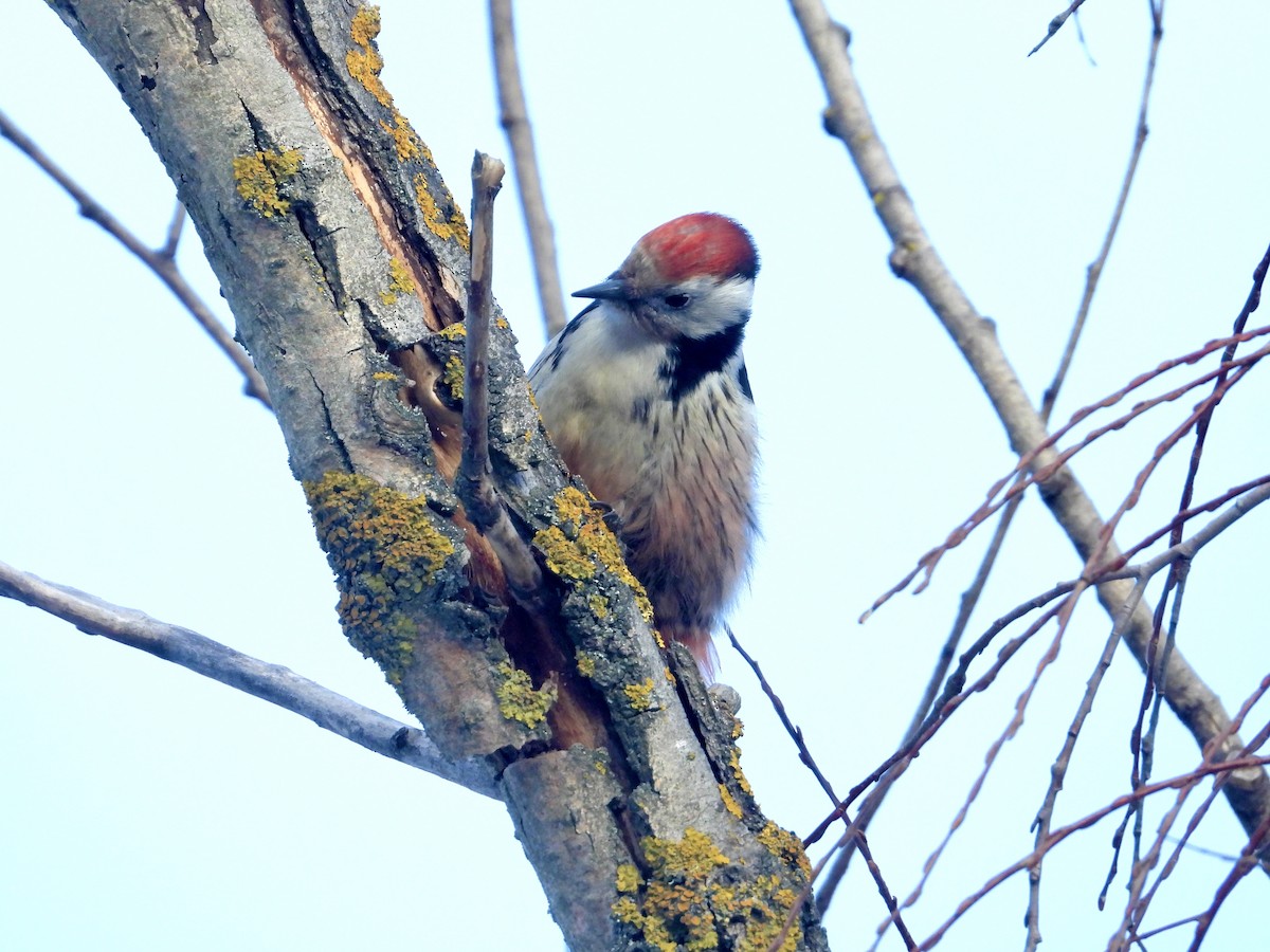 Middle Spotted Woodpecker - ML613867282