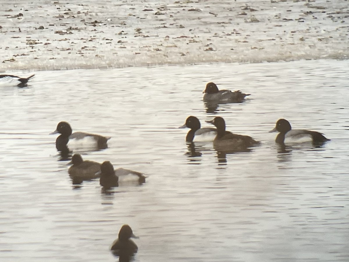 Greater Scaup - ML613867622