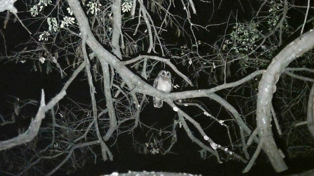African Wood-Owl - ML613867652