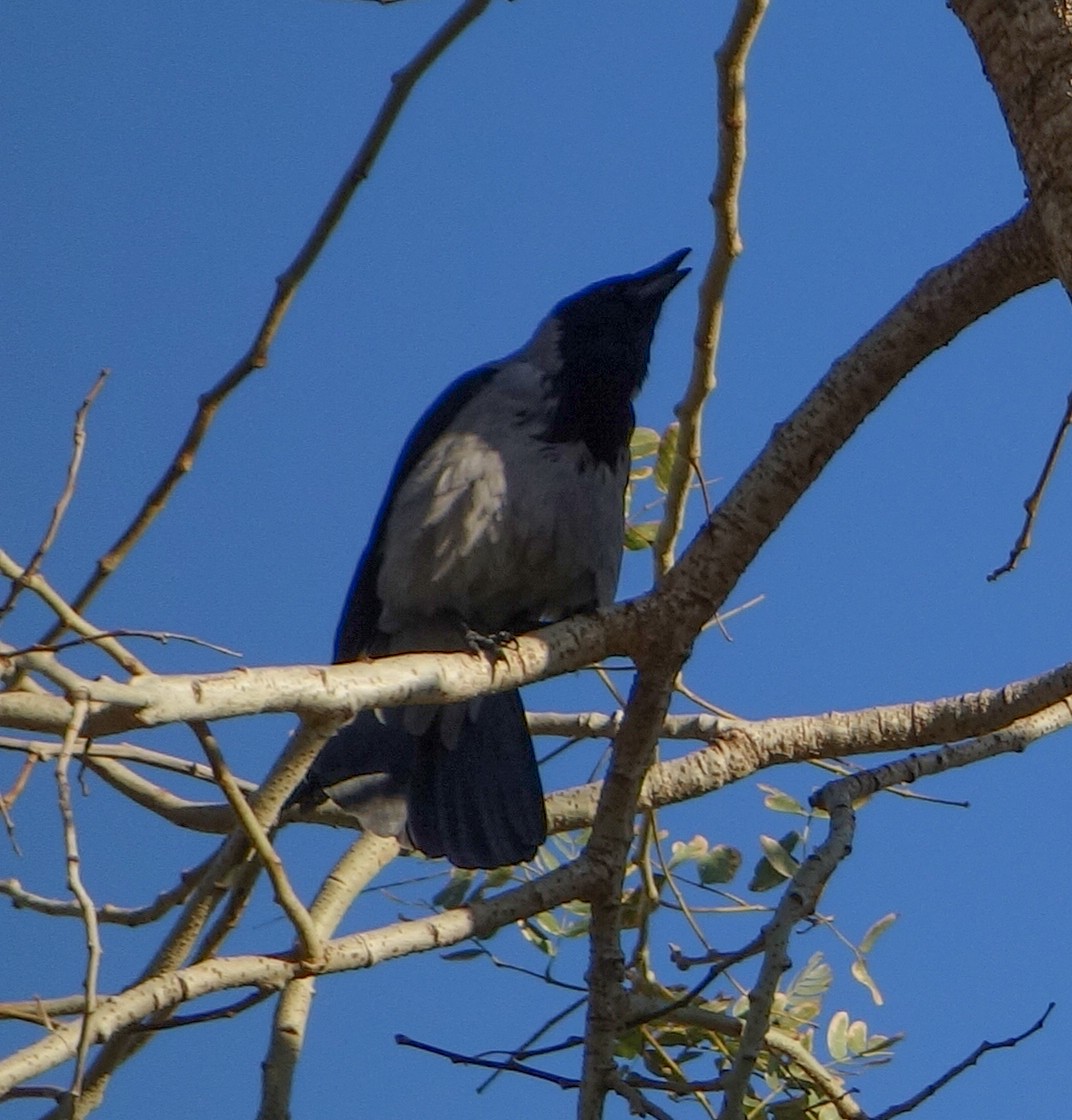 Hooded Crow - ML613867653