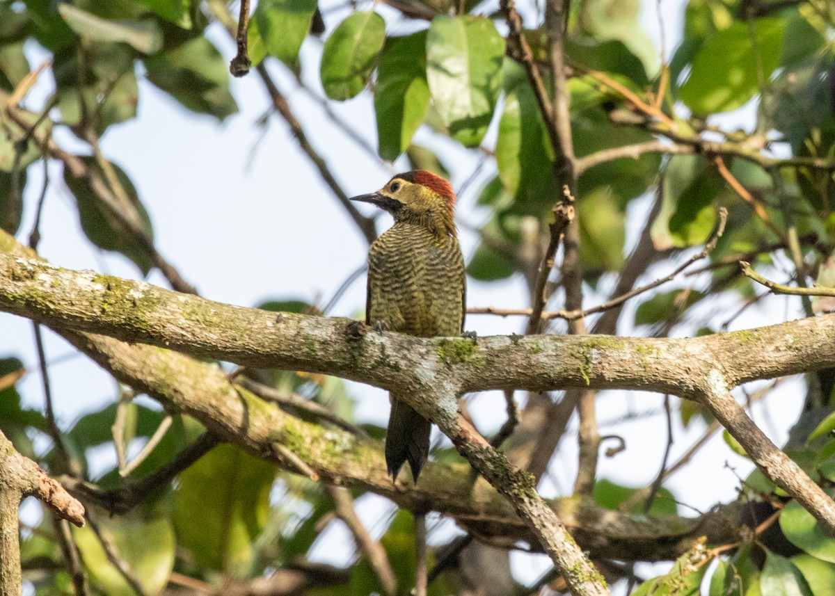 Golden-olive Woodpecker (rubripileus) - ML613867704