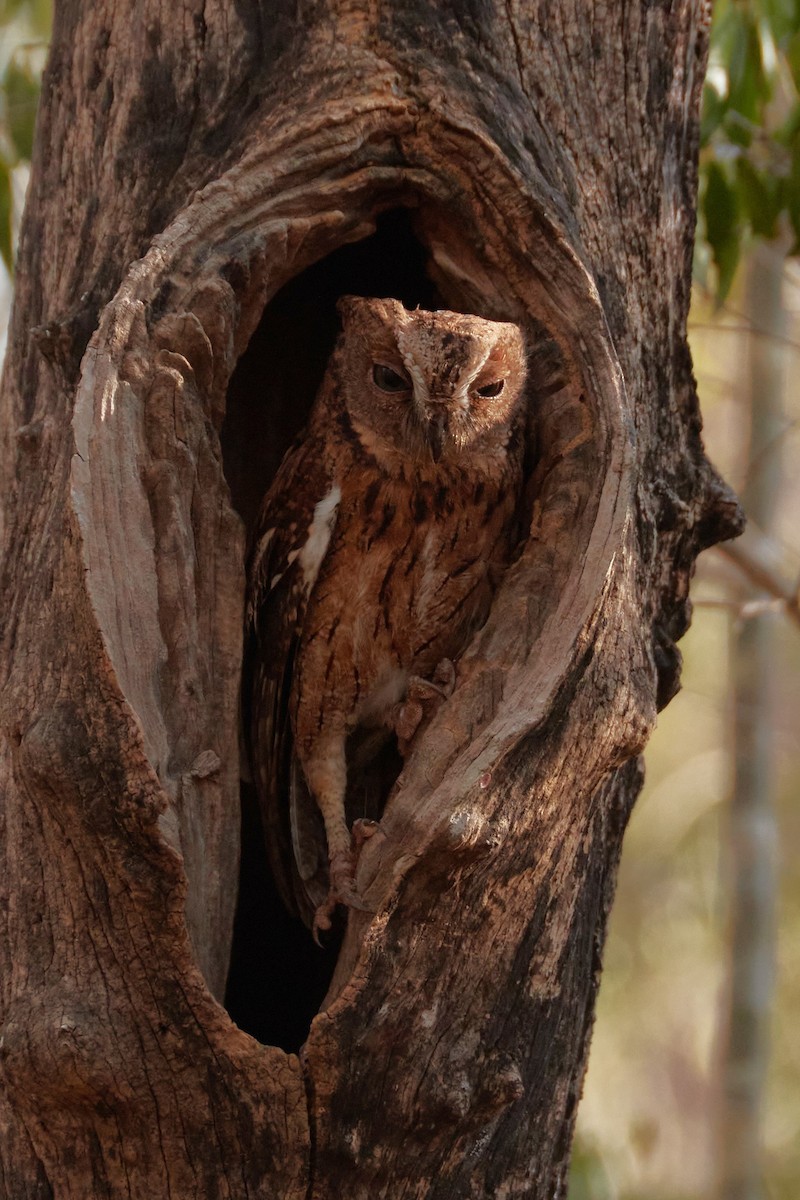 Madagascar Scops-Owl - ML613867859