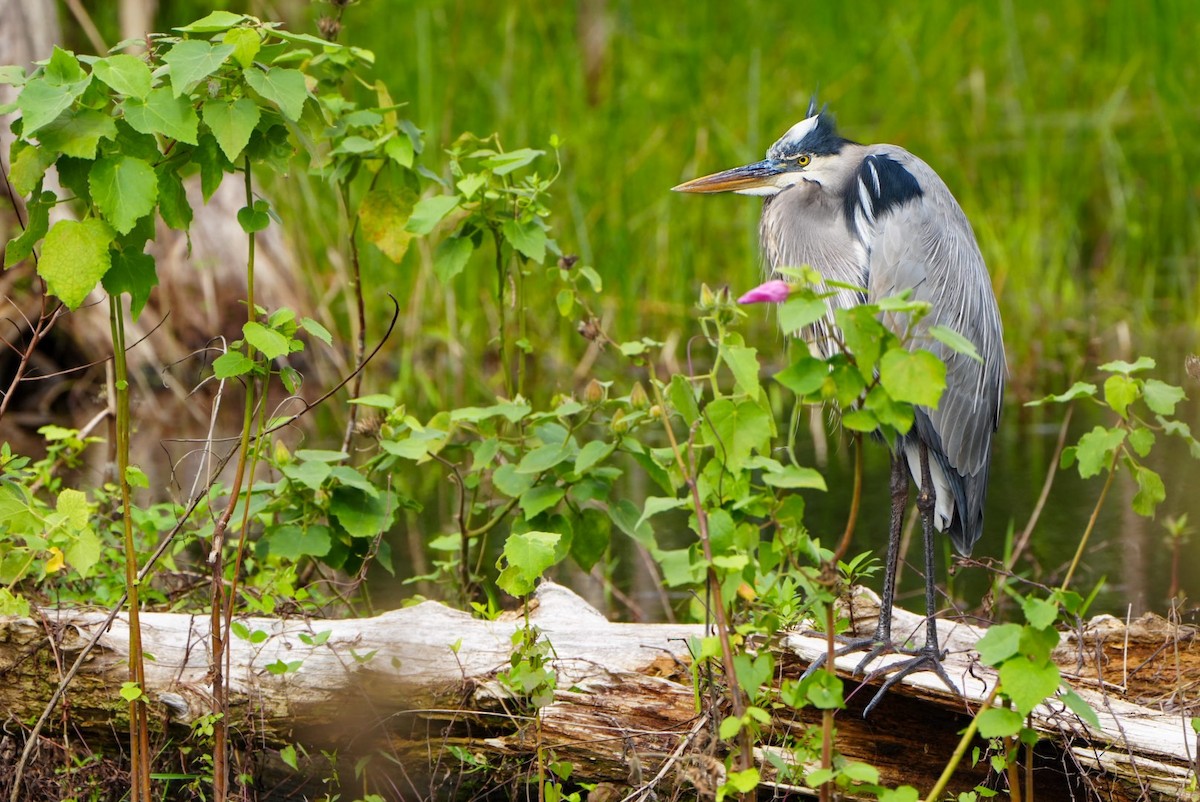 eBird Checklist 22 Jan 2024 North Jupiter Flatwoods Natural Area