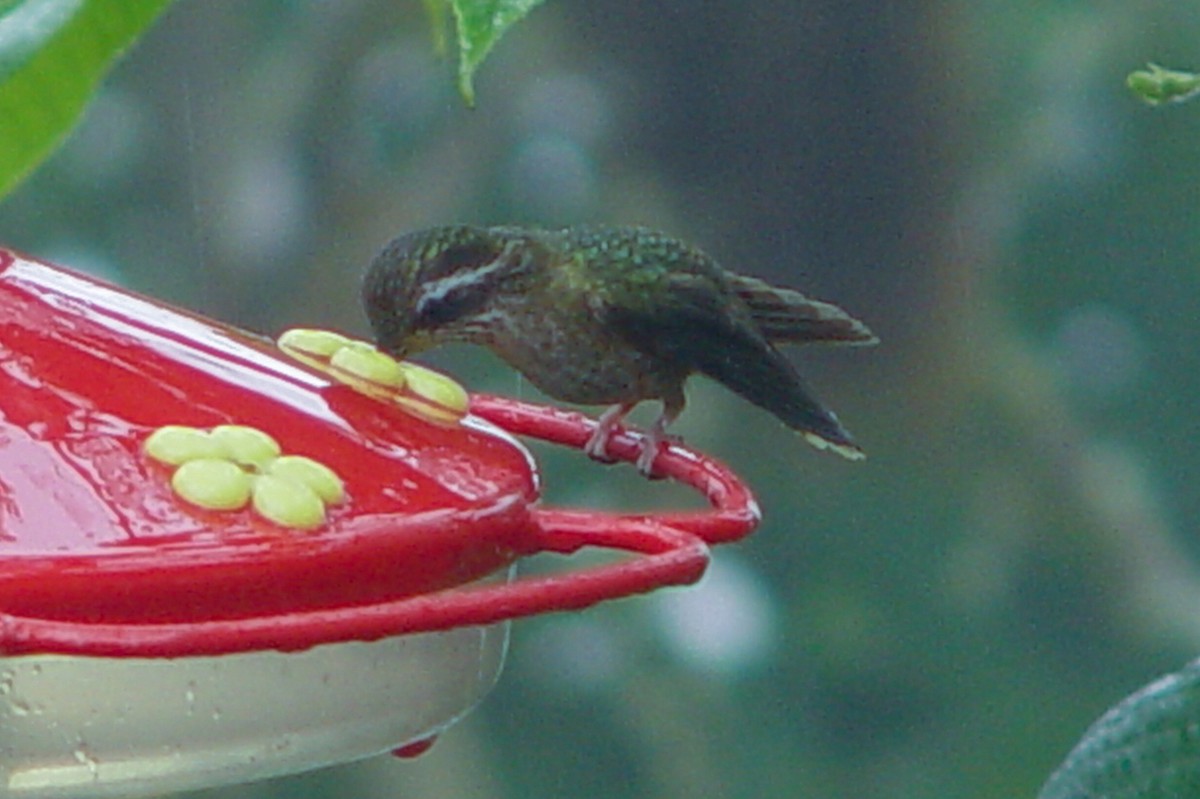 Speckled Hummingbird - ML613868239