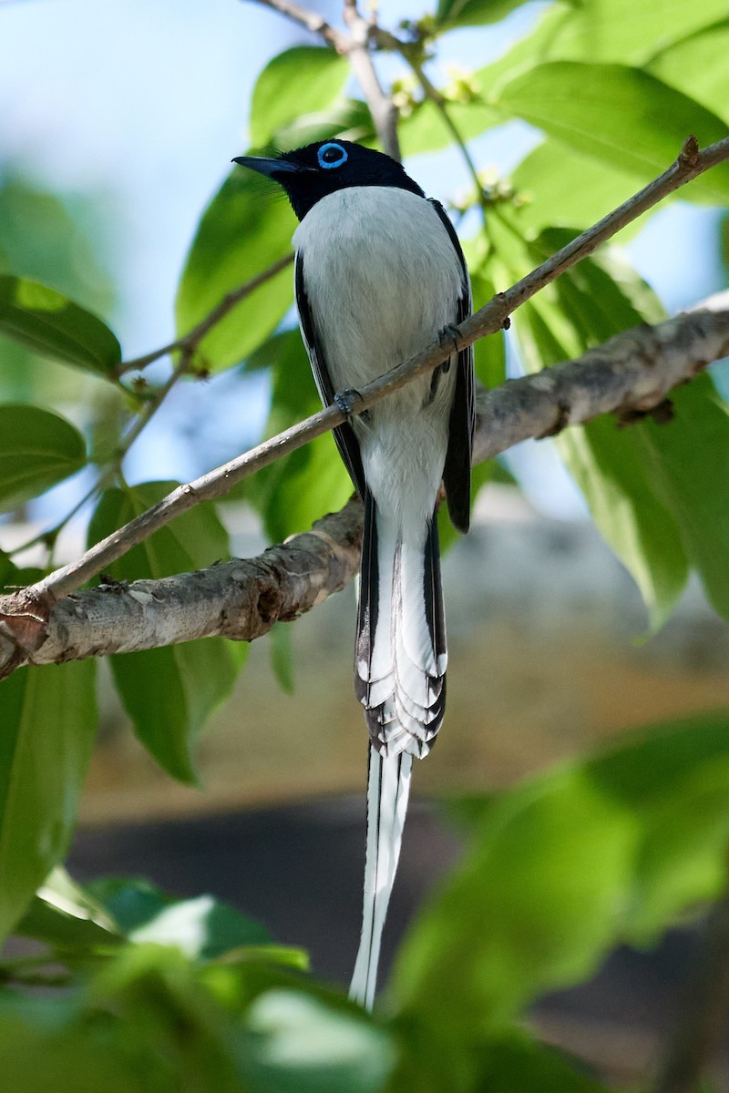 Malagasy Paradise-Flycatcher (Malagasy) - ML613868560