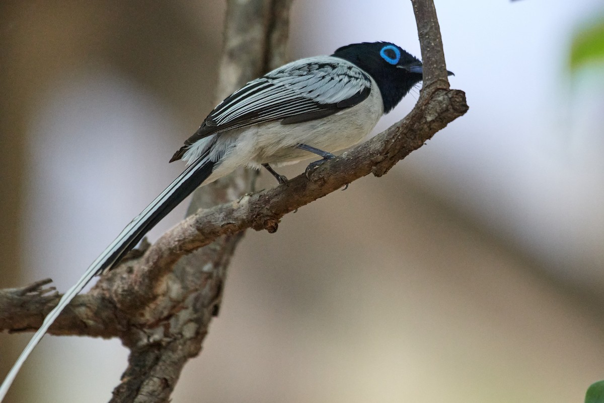 Malagasy Paradise-Flycatcher (Malagasy) - Sia McGown