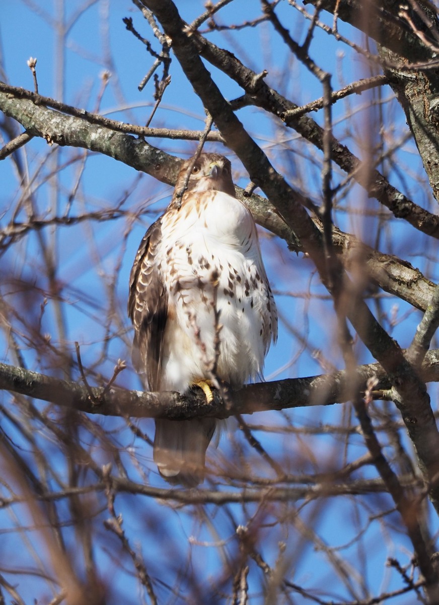 Red-tailed Hawk - Dick Cartwright