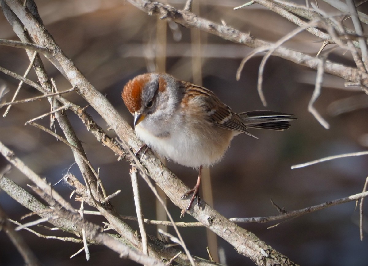 American Tree Sparrow - ML613868679