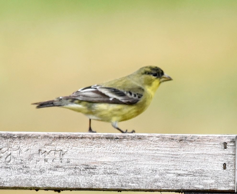 eBird Checklist 22 Jan 2024 2834 Addison Loop, Lake Charles, Louisiana, US (30.146, 93.17