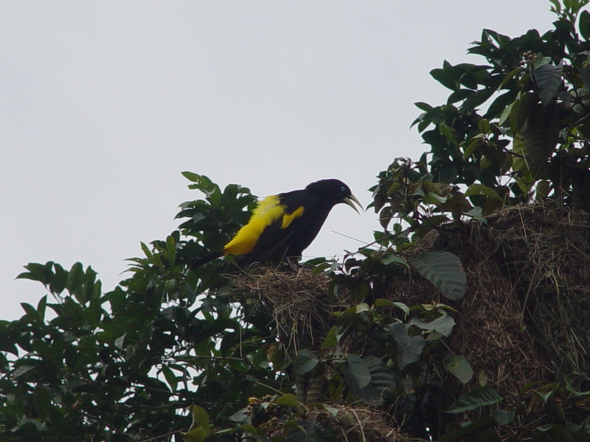 Yellow-rumped Cacique - ML613869104