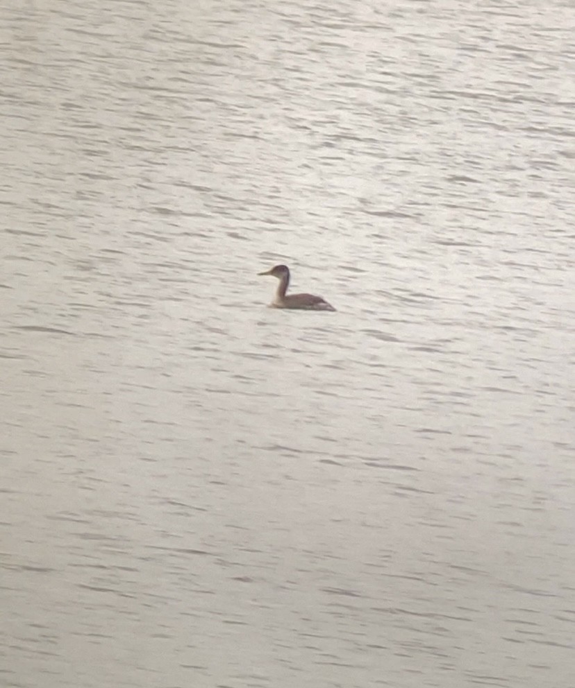 EBird Checklist 22 Jan 2024 Stone Quarry Lake 22 Species   1200