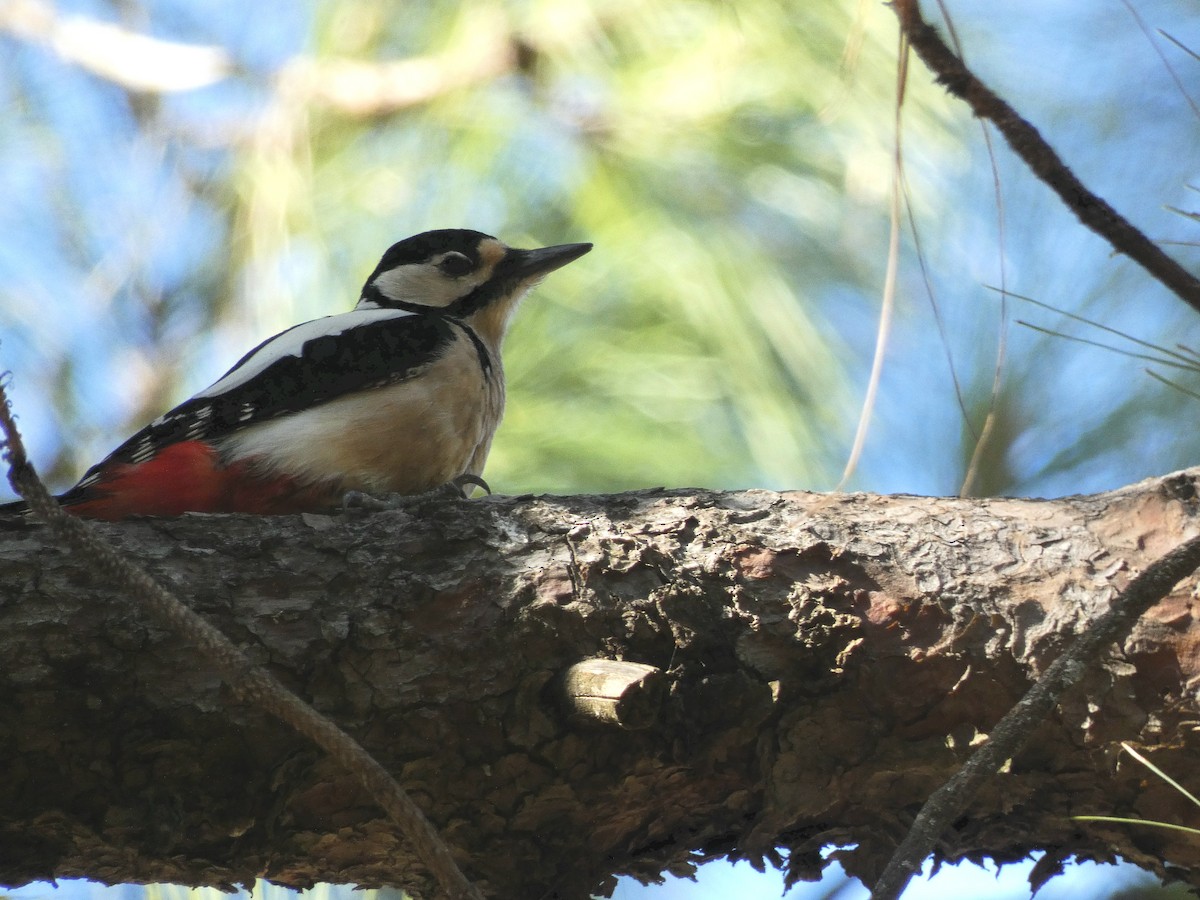 Great Spotted Woodpecker - ML613869485