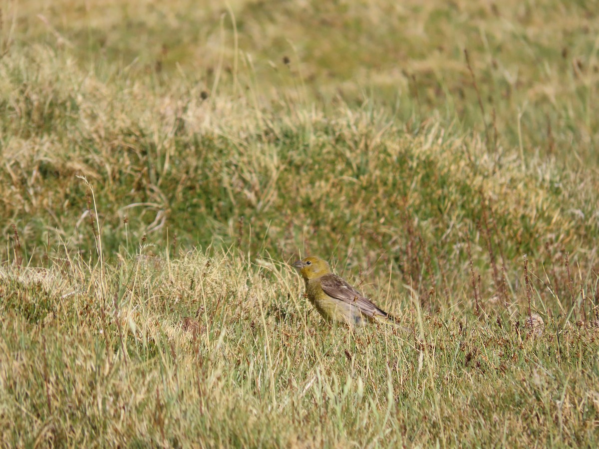 Greater Yellow-Finch - ML613869618