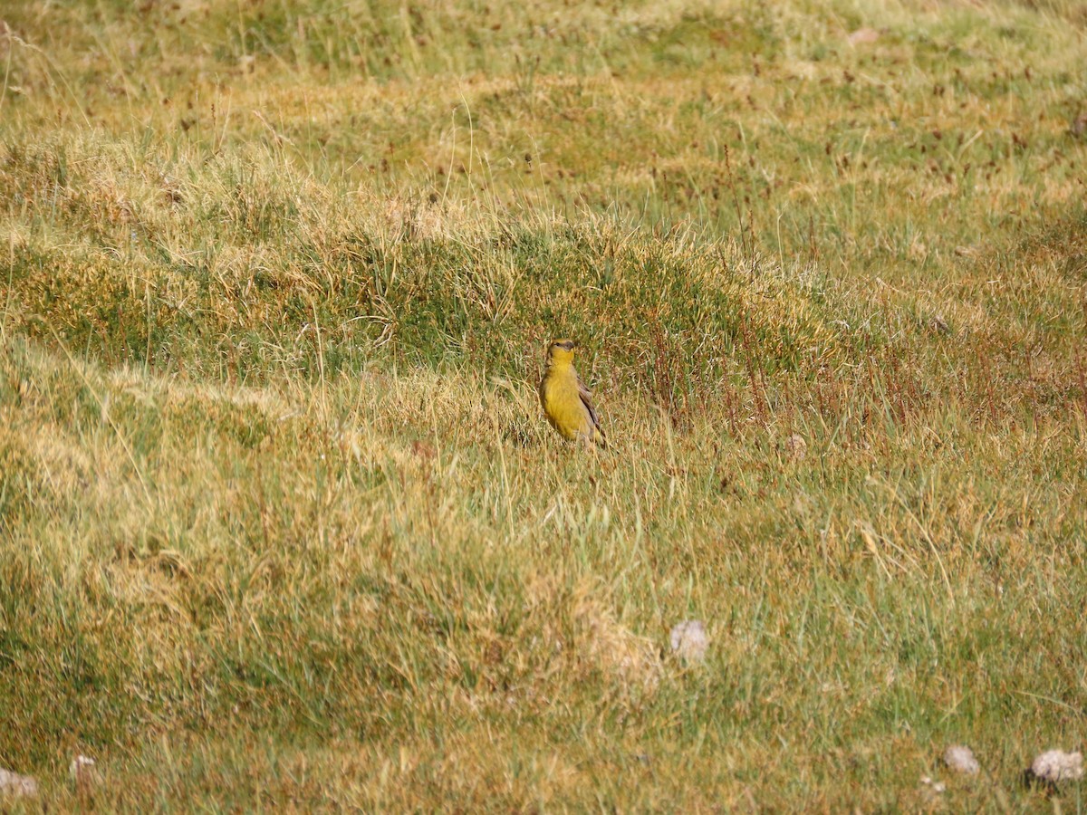 Greater Yellow-Finch - ML613869620