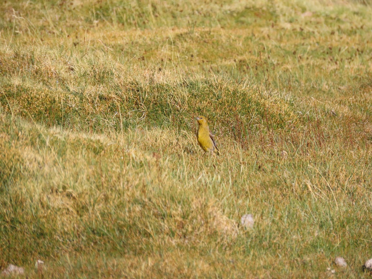 Greater Yellow-Finch - ML613869621