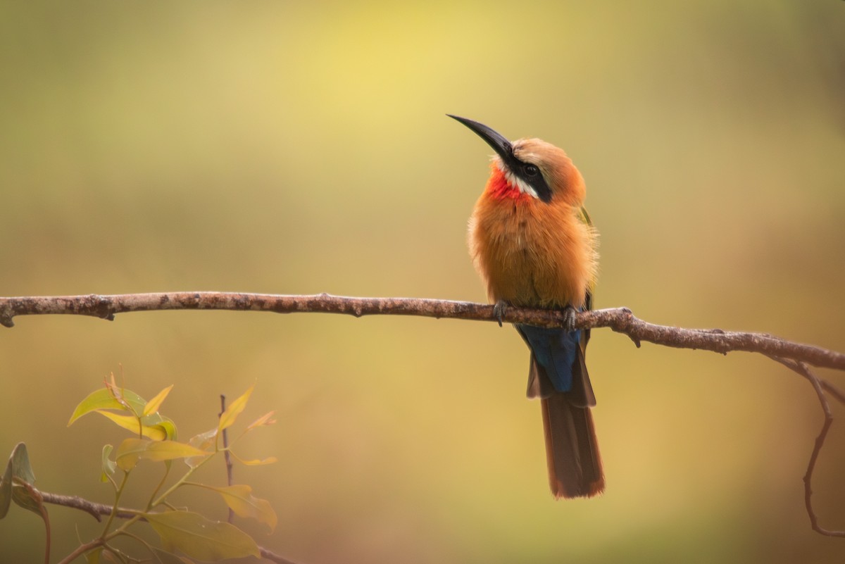 White-fronted Bee-eater - ML613869720