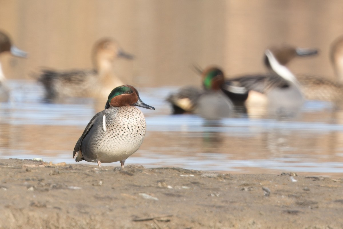 Green-winged Teal - ML613869763