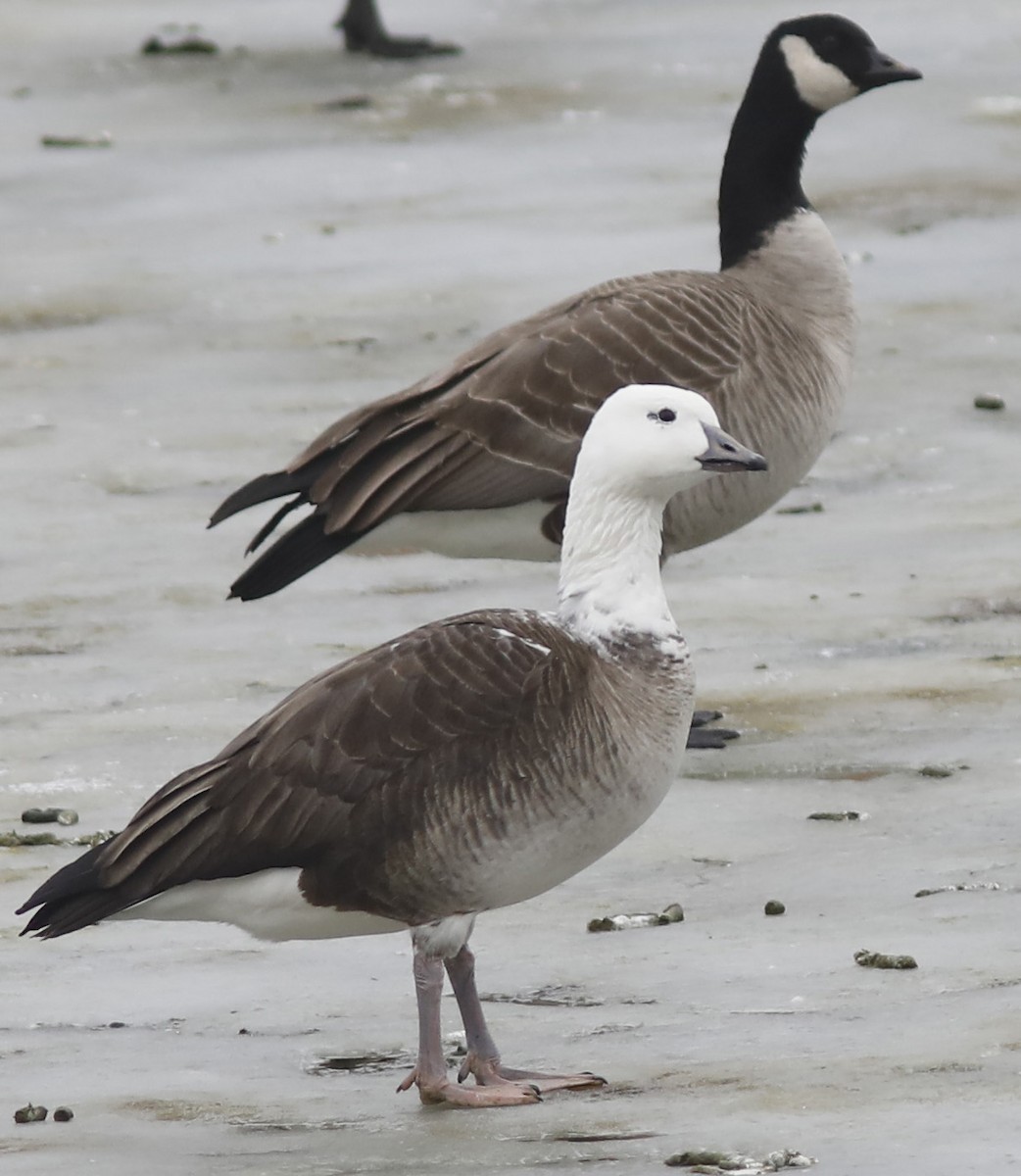 Ross's x Cackling Goose (hybrid) - Bill Maynard