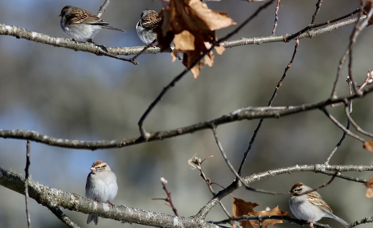 Chipping Sparrow - ML613870029