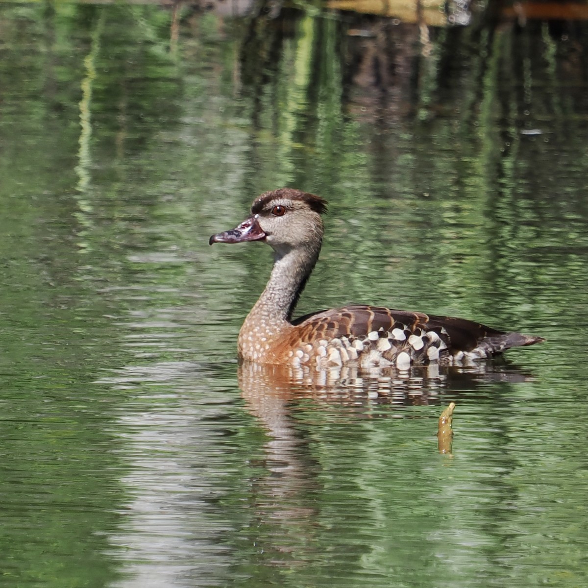 Spotted Whistling-Duck - ML613870052