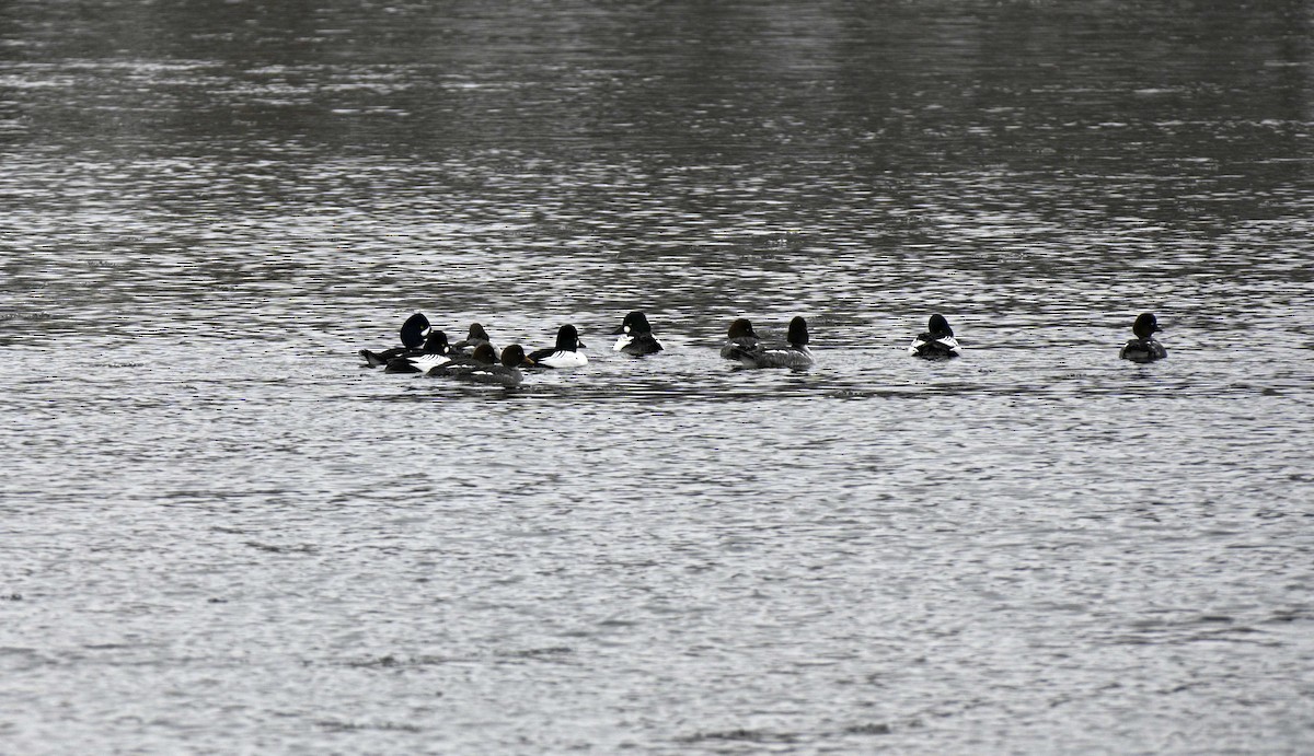 EBird Checklist 22 Jan 2024 Ottawa Rideau River Eastern Pathway   1200