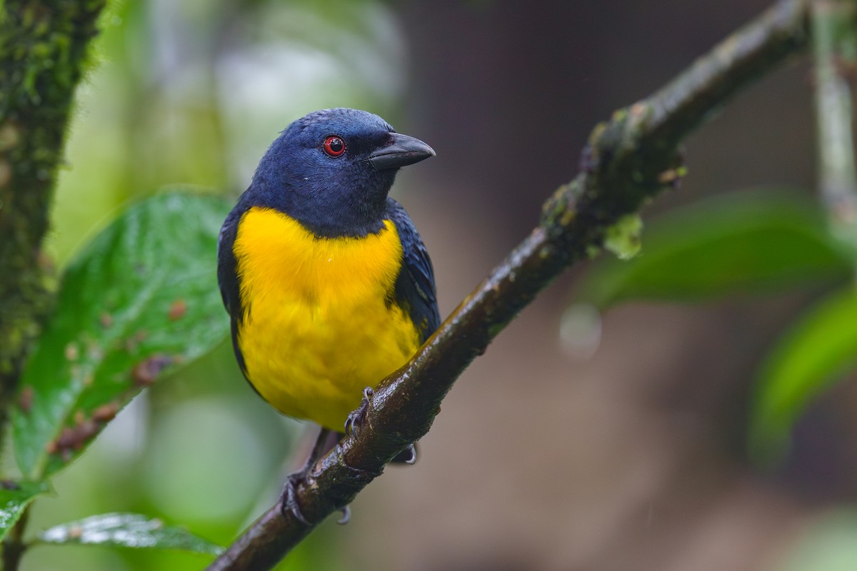 Blue-and-gold Tanager - ML613870252