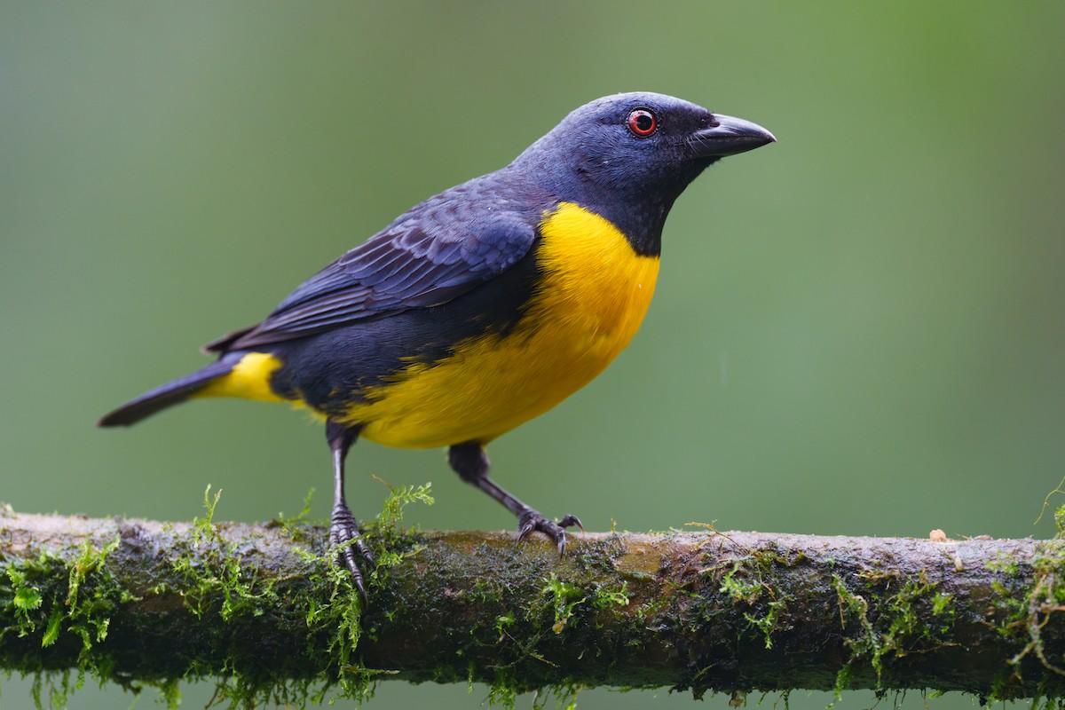Blue-and-gold Tanager - ML613870253