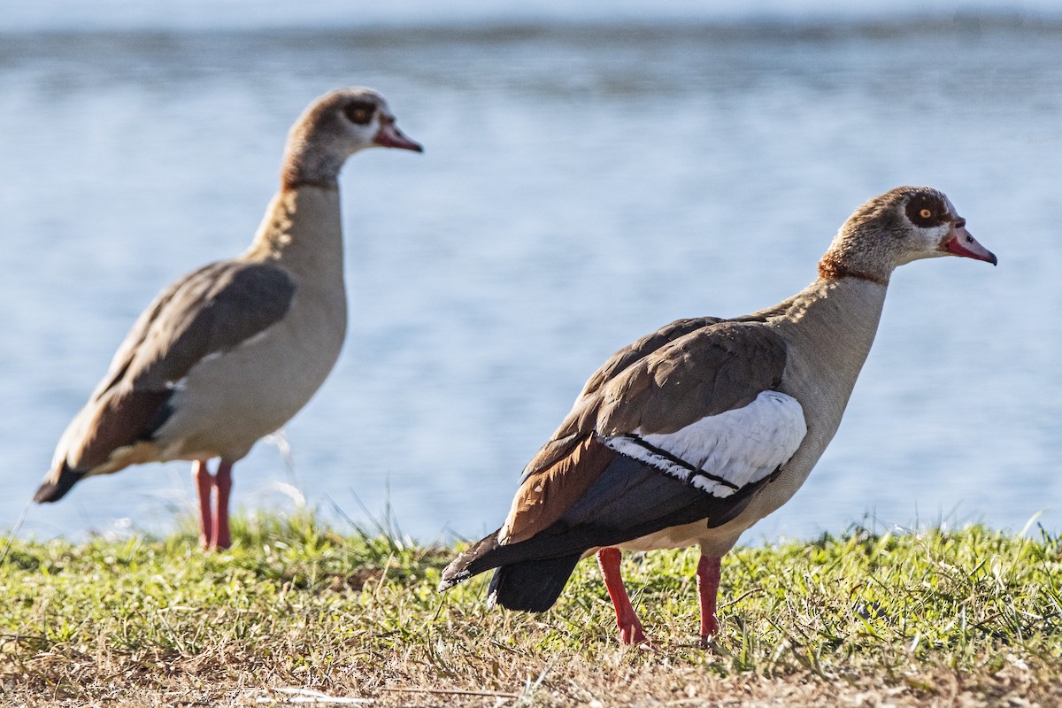 Texas eBird Checklist 17 Jan 2024 KerrvilleFlat Rock Lake