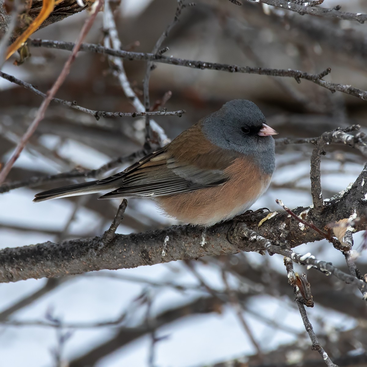 Dark-eyed Junco (Pink-sided) - Brian Peterson