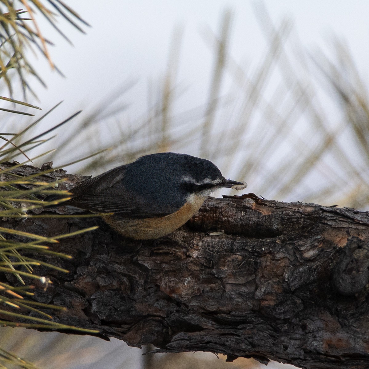 Red-breasted Nuthatch - ML613870465